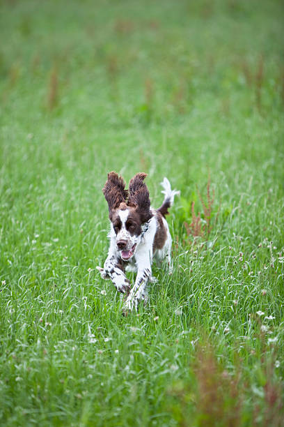istock View of English Springer Spaniel running in grass field 482865654