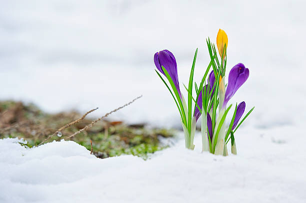 violet e amarelo flores silvestres - crocus violet flower purple - fotografias e filmes do acervo