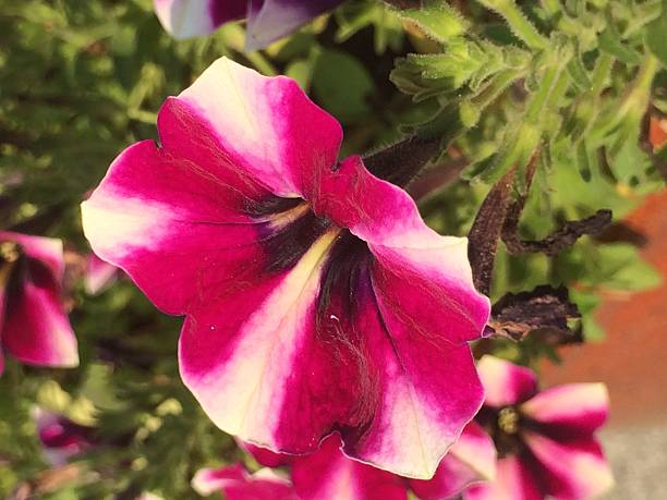 istock Purple and white flower 482871912
