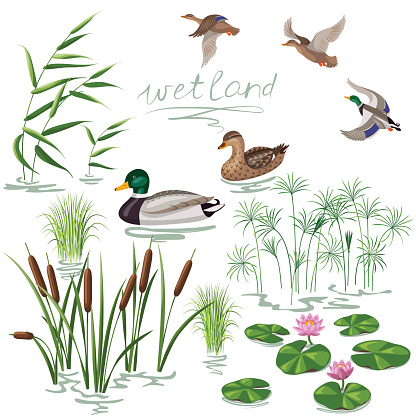 Set of wetland plants and birds. Simplified image of  reed, water lily, cane and carex.  Flying and floating wild ducks isolated on white.