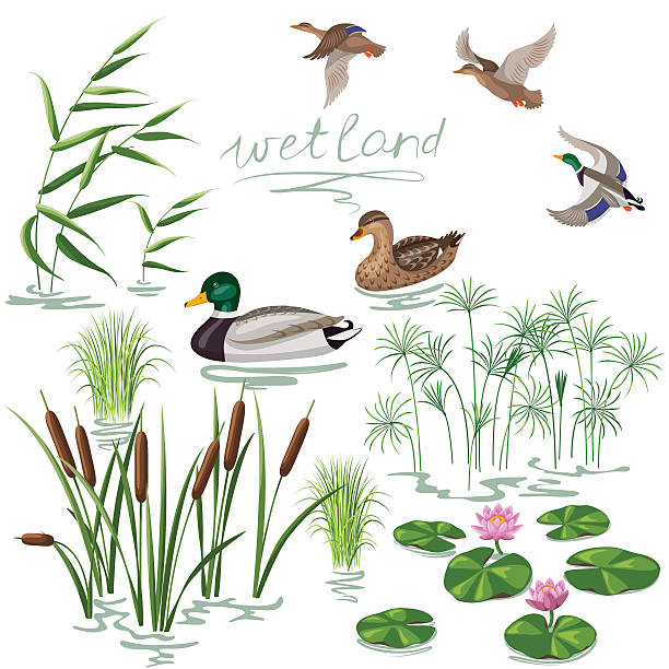 Wetland Plants and Ducks Set Set of wetland plants and birds. Simplified image of  reed, water lily, cane and carex.  Flying and floating wild ducks isolated on white. duck bird stock illustrations