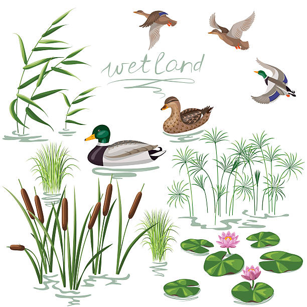 Wetland Plants and Ducks Set Set of wetland plants and birds. Simplified image of  reed, water lily, cane and carex.  Flying and floating wild ducks isolated on white. bog stock illustrations