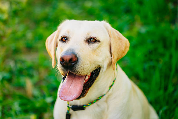 istock White Labrador Retriever Dog On Green Grass Background 482875348