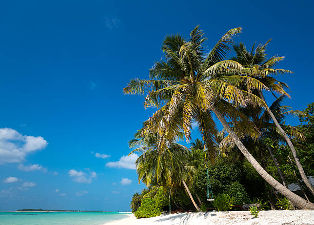istock Perfect tropical island paradise beach 482876872