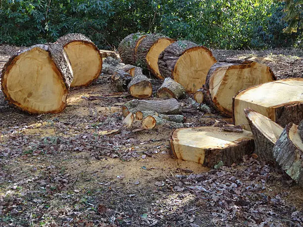 Photo showing a felled English oak tree (Latin name: quercus robur).  The trunk has been cut down and sliced into sections by a tree surgeon using a chain saw for his work.