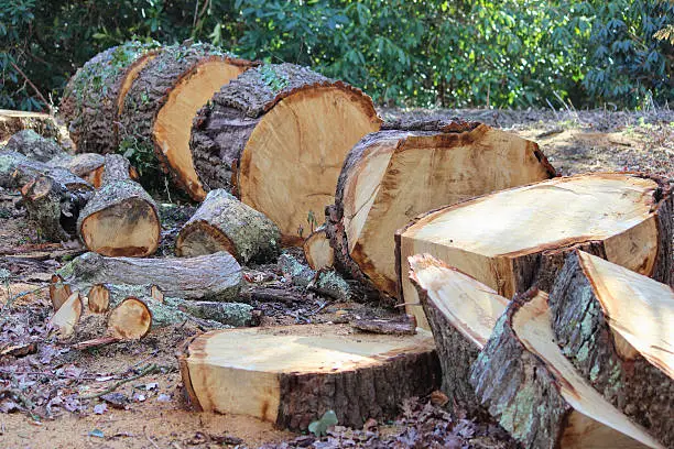 Photo showing a tree trunk of an English oak, pictured just after it has been felled and sliced into sections, each of which reveals the age of the actual tree due to the rings present.