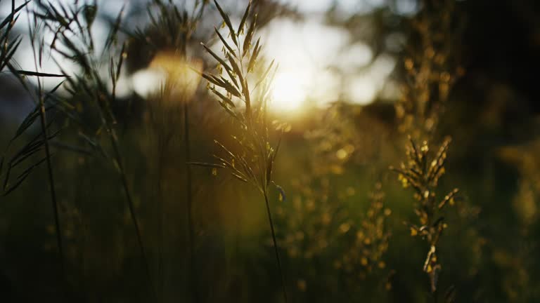 The viewer (POV) moves through the tall flower field at sunset revealing the beauty in nature. Shot on the Red Dragon 6K in slow motion.