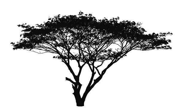 Rain tree silhouette : vector vector art illustration