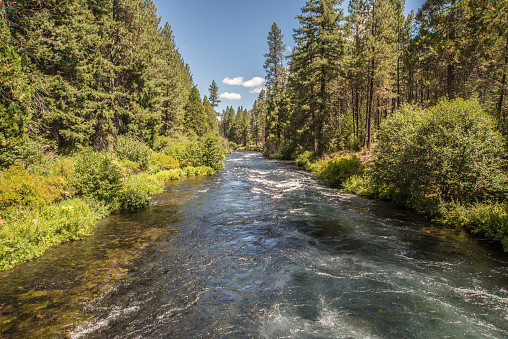 The Metolius River flowing through a forest of Ponderosa Pine trees in the central Oregon Cascade Mountains.