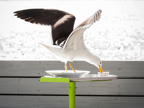 A seagull standing in a plate steals leftovers at an outdoors, seaside restaurant.