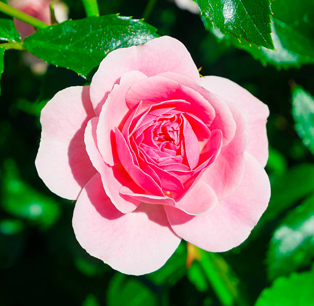 istock Pink rose flower close up 482878596