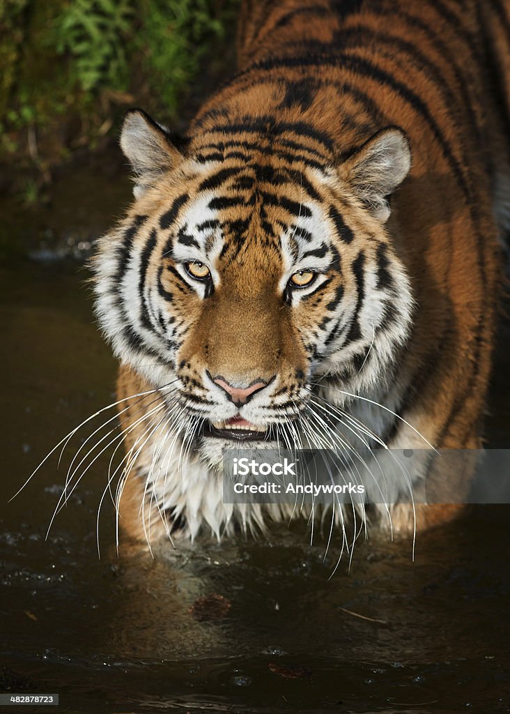 Wunderschöne Tiger, der im Wasser steht - Lizenzfrei Abenddämmerung Stock-Foto