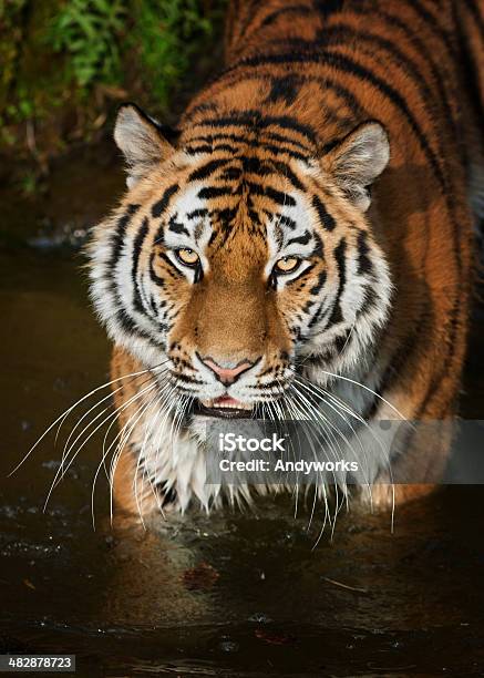 Wunderschöne Tiger Der Im Wasser Steht Stockfoto und mehr Bilder von Abenddämmerung - Abenddämmerung, Einzelnes Tier, Fotografie