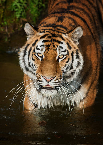 istock Beautiful Tiger Standing In Water 482878723