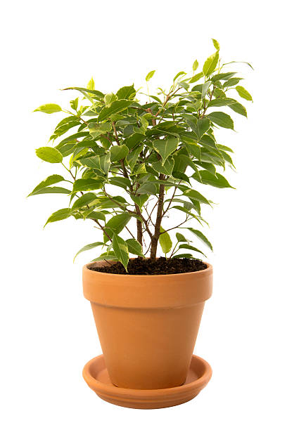Ficus tree houseplant in clay pot stock photo