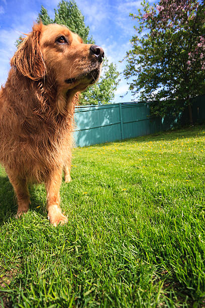 istock Portrait of a dog 482878951