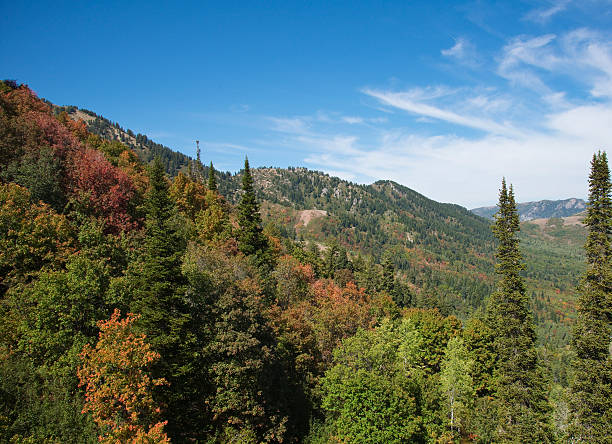 Autumn is Coming Autumn is coming to the mountains near Ogden Utah.  Image shot at Snowbasin Resort while riding gondola. ogden utah photos stock pictures, royalty-free photos & images