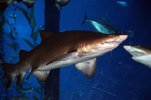 istock Big shark in the aquarium, close-up, natural light 482879801