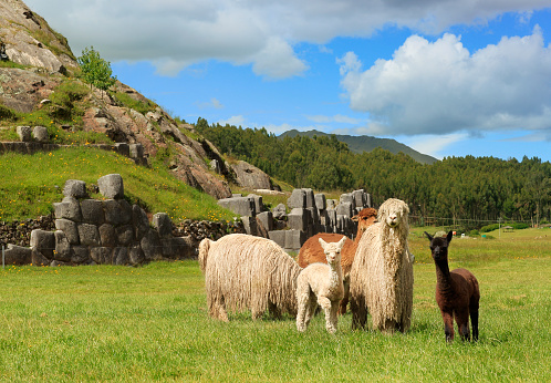 Sacsayhuamán is a walled fortress on the outskirts of Cusco the former capital of the Inca Empire. Alpacas are a big part of peruvian culture, their fleece has been used for thousands of years.