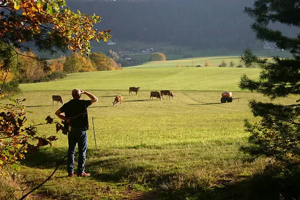 Man shading his eyes with his hand and looking over a black forest meadow where cows are grazing.