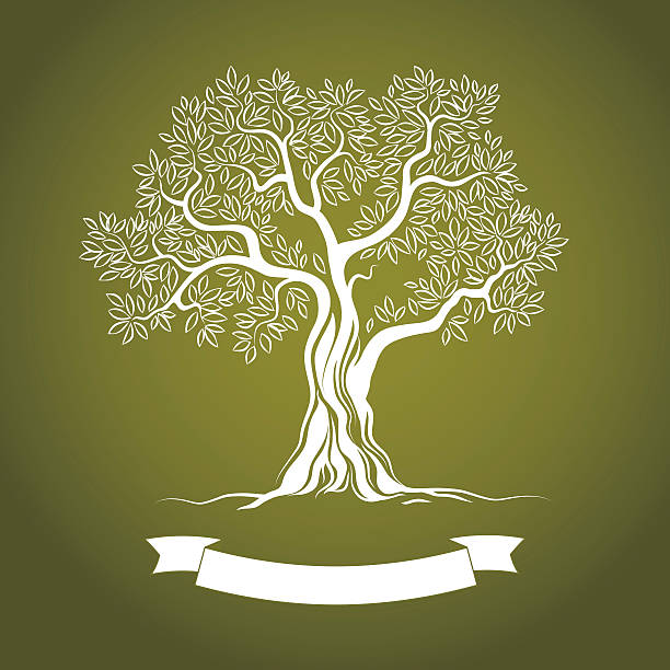 vektor-illustration von white olive tree on green - mediterranean cuisine stock-grafiken, -clipart, -cartoons und -symbole