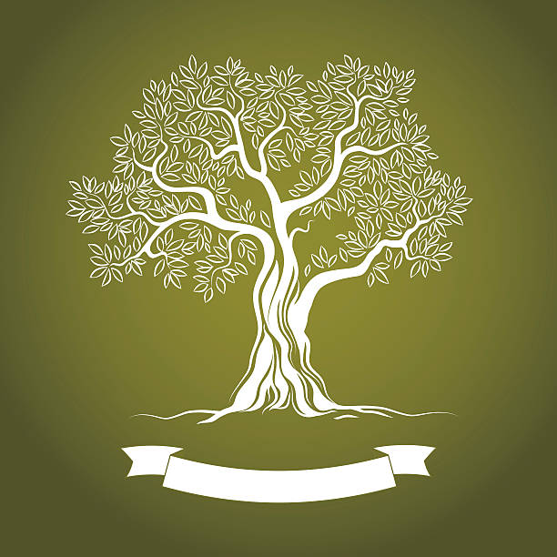 Vector illustration of white olive tree on green Olive tree. Olive oil. Vector  olive tree. For labels, pack. duvet illustrations stock illustrations