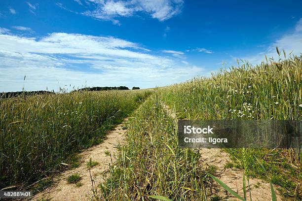 A Estrada Rural - Fotografias de stock e mais imagens de Agricultura - Agricultura, Ajardinado, Alfalto