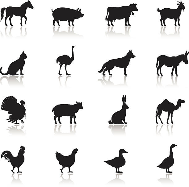 Icon set of farm animals on white background A silhouette of farm animals lined together in a horizontal fashion in four rows.  The animal shadows contrast against the white backdrop.  The animals in the first row are that of a horse, pig, cow and goat.  The second row contains a cat, ostrich, dog and donkey.  A turkey, sheep, rabbit and camel stand in the third row.  The final row has a rooster, hen, duck and goose.  The silhouettes of the animals also reveal their shadows where they stand.  The animals appear to be standing on a glossy surface, with their reflections showing below them. lamb animal stock illustrations
