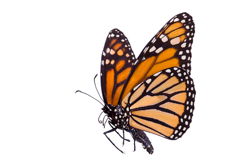 Celery butterfly forages a butterfly shrub in Quebec in the fall.