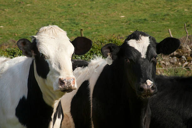 istock Close up of young cows 482882355
