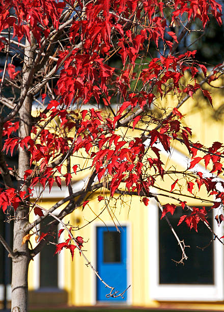 istock Maple leaves turning red in autumn 482882661