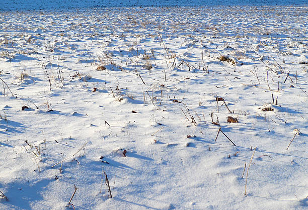 зима - snow track human foot steps стоковые фото и изображения