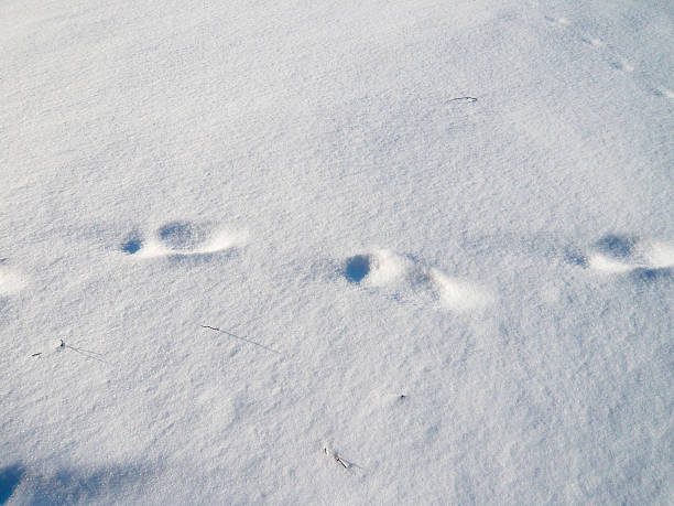 зима - snow track human foot steps стоковые фото и изображения