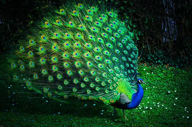 proud peacock revealing his beauty