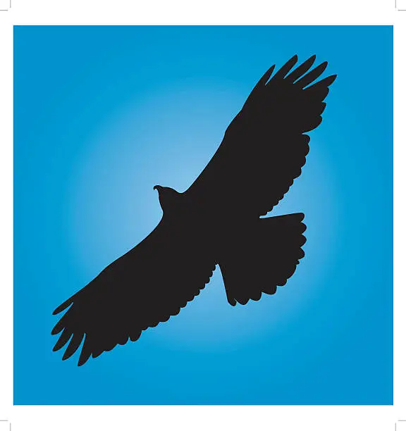 Vector illustration of Hawk In Flight
