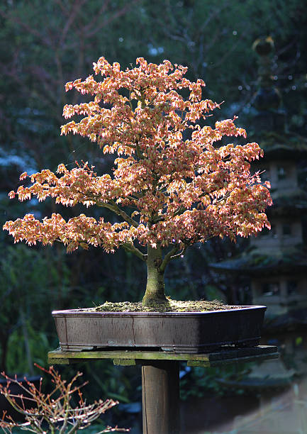 istock Close-up Image of a Bonsai Japanese Maple (Acer Palmatum Kashima) 482884181