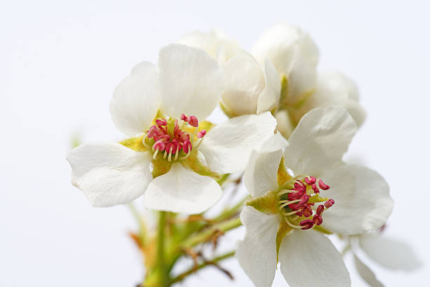 Flowering branch of pear in spring. Flowers pear close-up. Blurred background with copy space