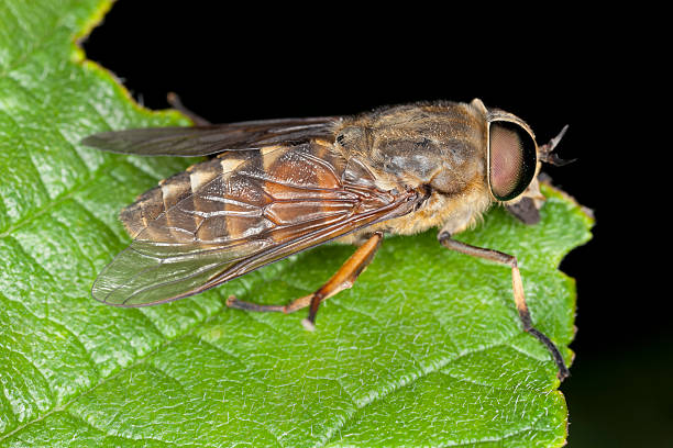 istock Tabanus horsefly on leaf, macro photo 482884747