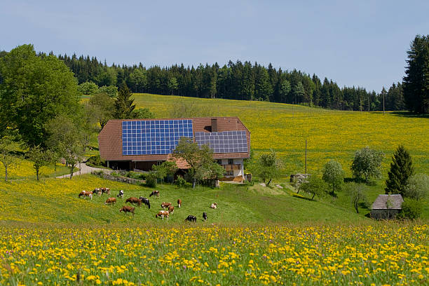 블랙 임산 팜, 민들레 메도 - black forest landscape germany forest 뉴스 사진 이미지