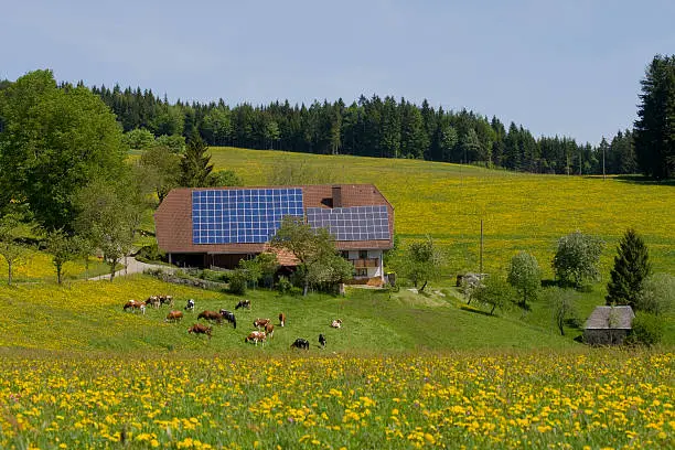 traditional black forest farm with solar panels on roof in dandelion meadow