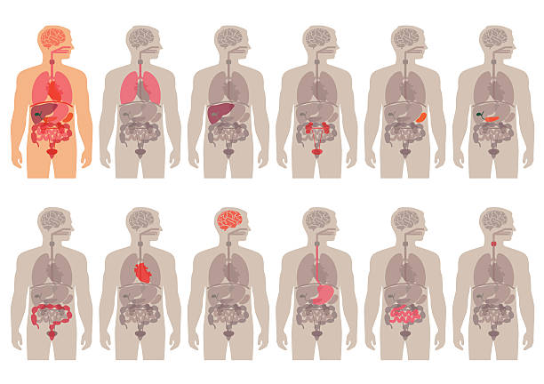 human body anatomy human body anatomy, vector medical organs system,  human stomach internal organ stock illustrations