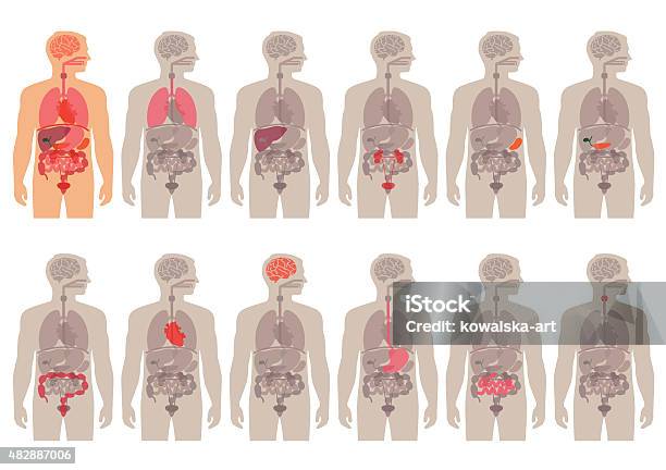 Human Body Anatomy Stock Illustration - Download Image Now - The Human Body, Anatomy, Vector