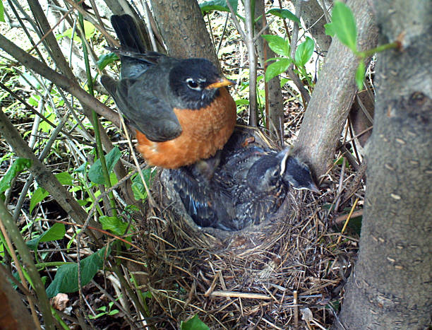 istock American Robin feeding her demanding chicks, or hatchlings 482887524