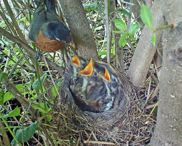 istock American Robin feeding her demanding chicks, or hatchlings 482887526