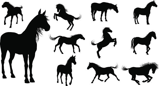 illustrazioni stock, clip art, cartoni animati e icone di tendenza di silhouette di cavalli - horse silhouette