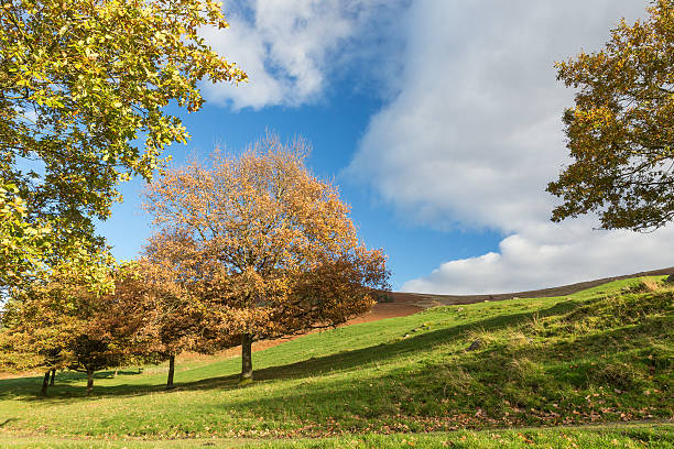 istock trees and hill in English autumn fall countryside 482891582