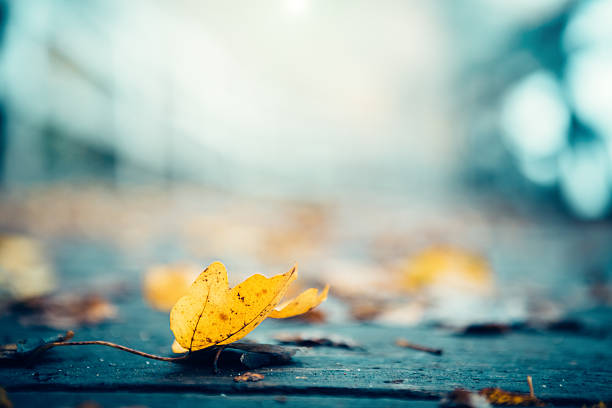 istock Autumn Leaves On A Footpath 482891772