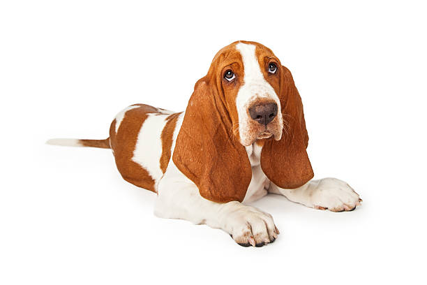 istock Tired Looking Basset Hound Puppy Laying 482893700