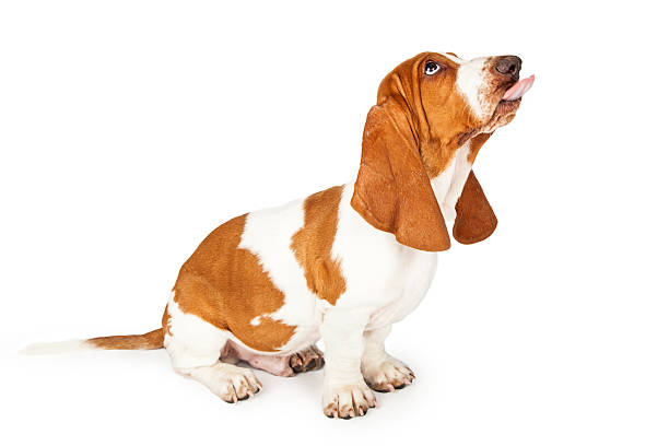 istock Funny Basset Hound Dog Sticking Tongue Out 482893708