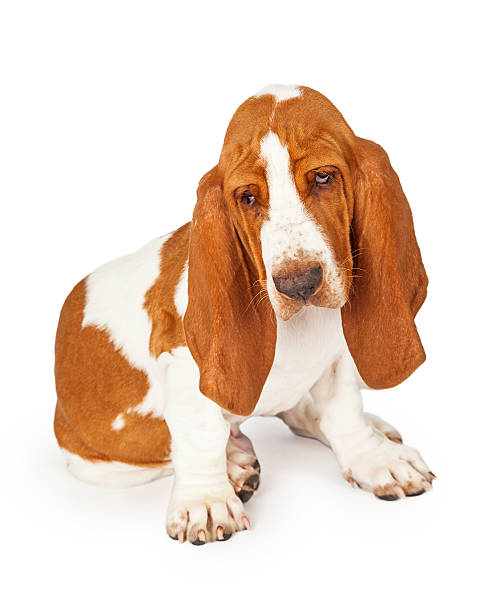 istock Curioius Basset Hound Dog Looking at Floor 482893716